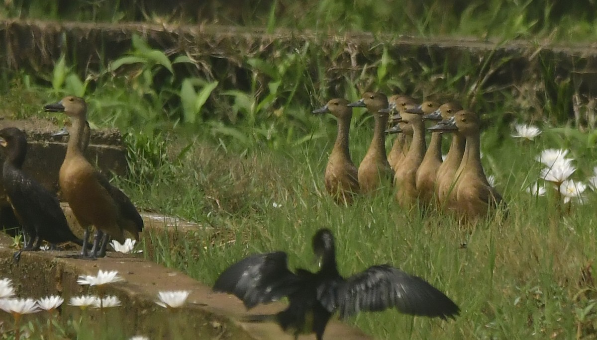 Lesser Whistling-Duck - ML646296473