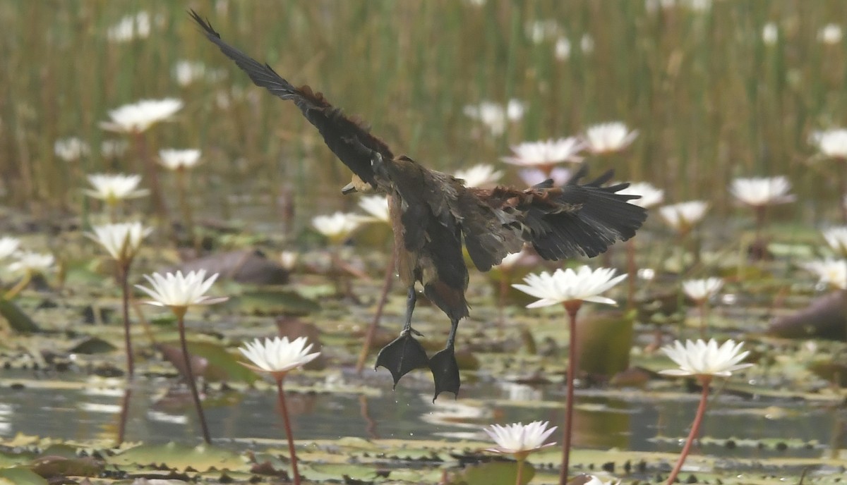 Lesser Whistling-Duck - ML646296474
