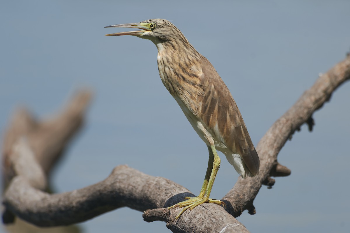 Squacco Heron - ML646296475