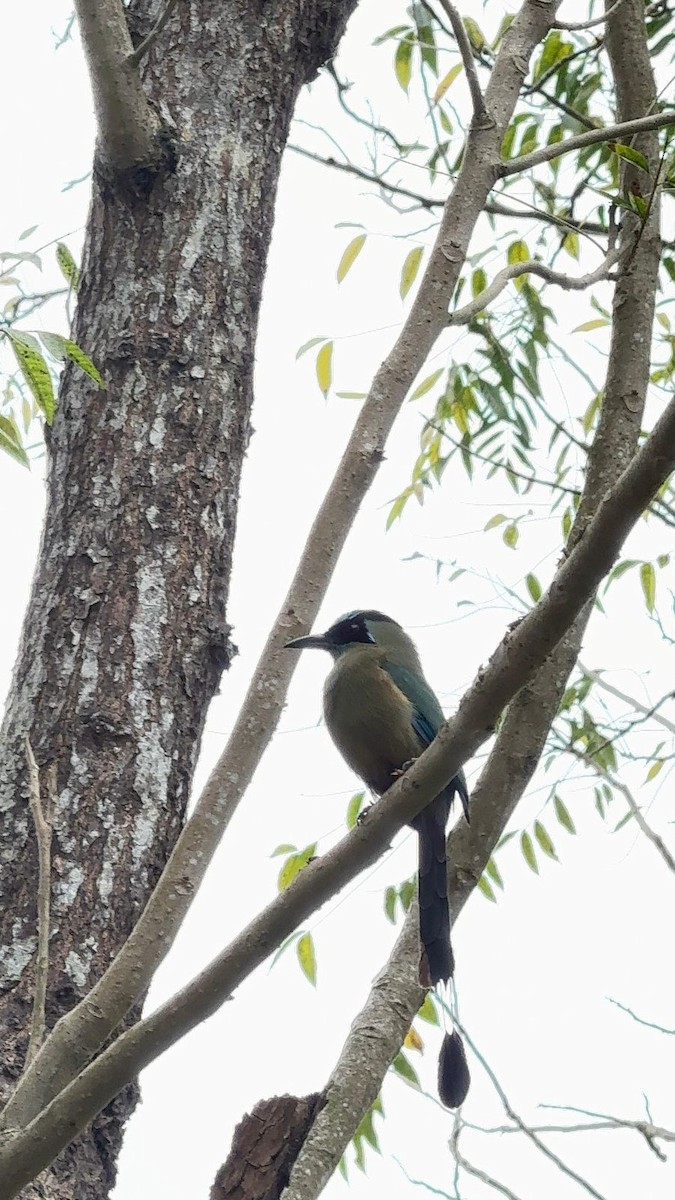 Whooping Motmot - ML646296477