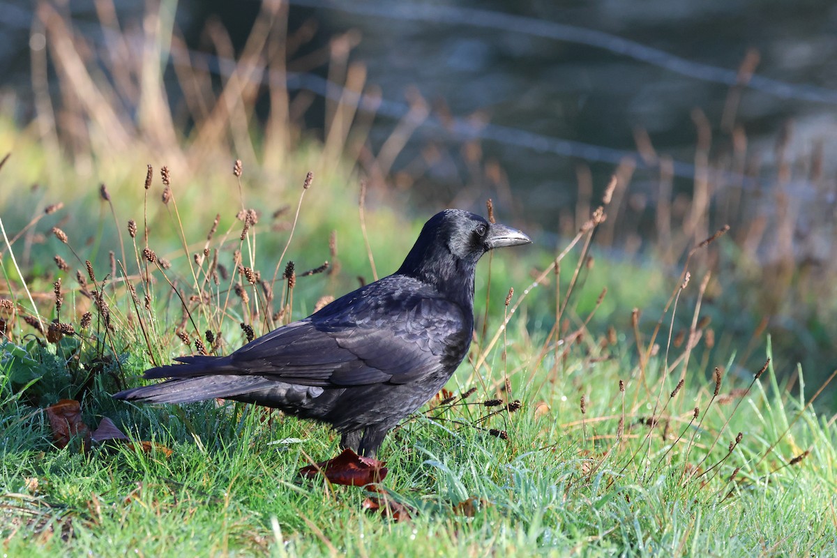 Carrion Crow - ML646296478