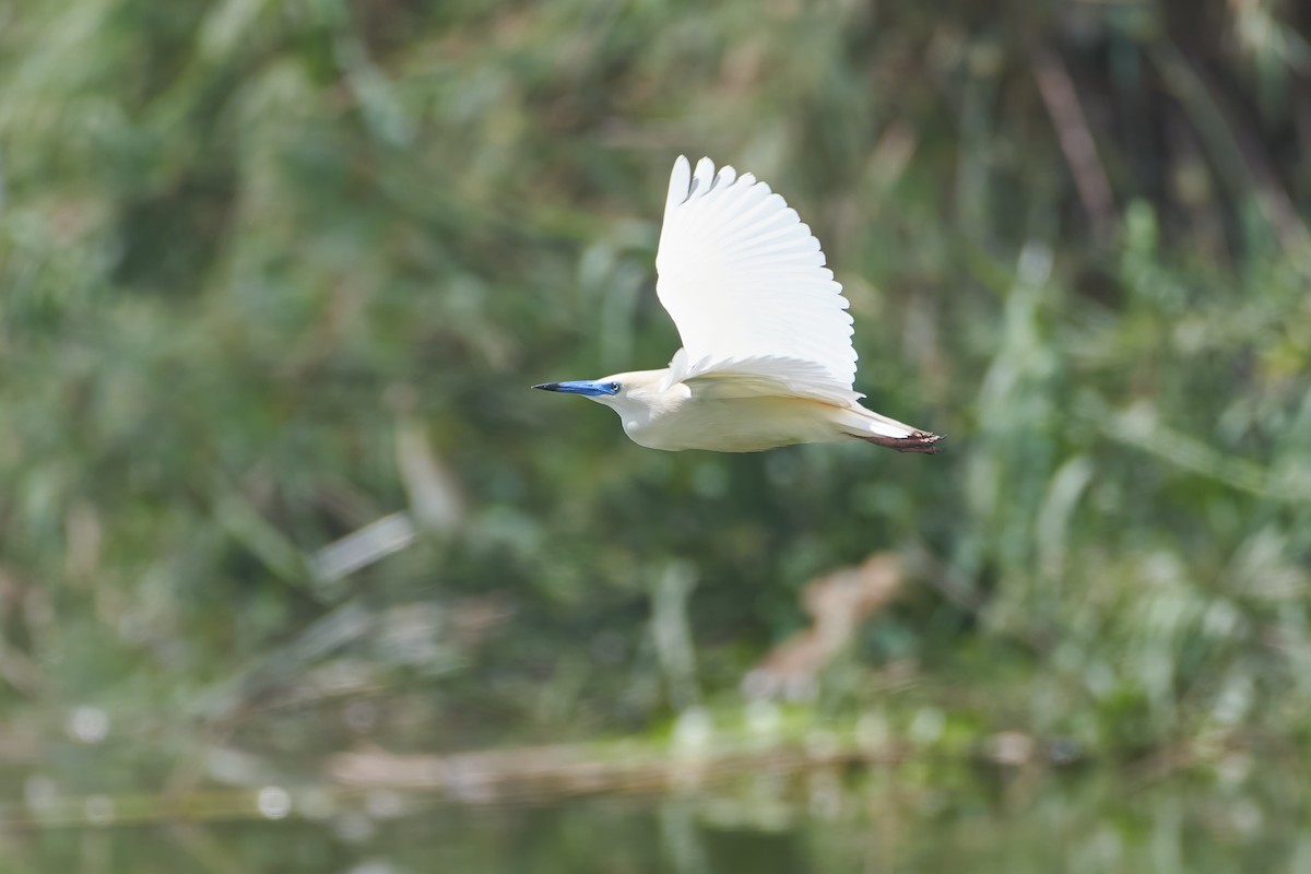Malagasy Pond-Heron - ML646296479