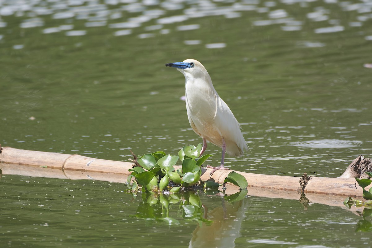 Malagasy Pond-Heron - ML646296480