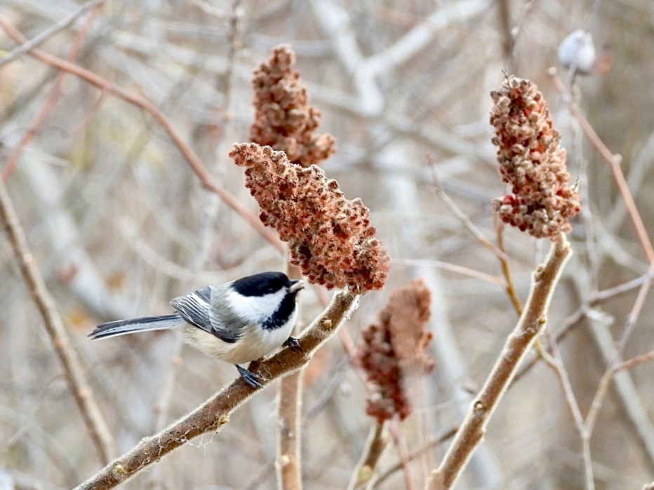 Black-capped Chickadee - ML646296481