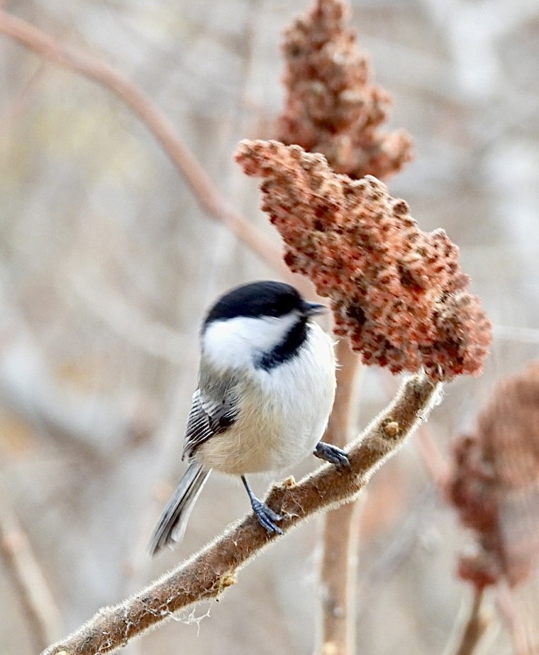 Black-capped Chickadee - ML646296482