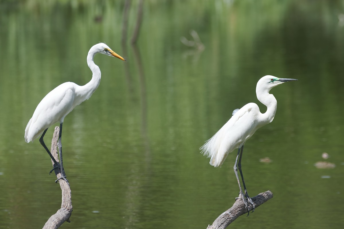 Great Egret - ML646296483