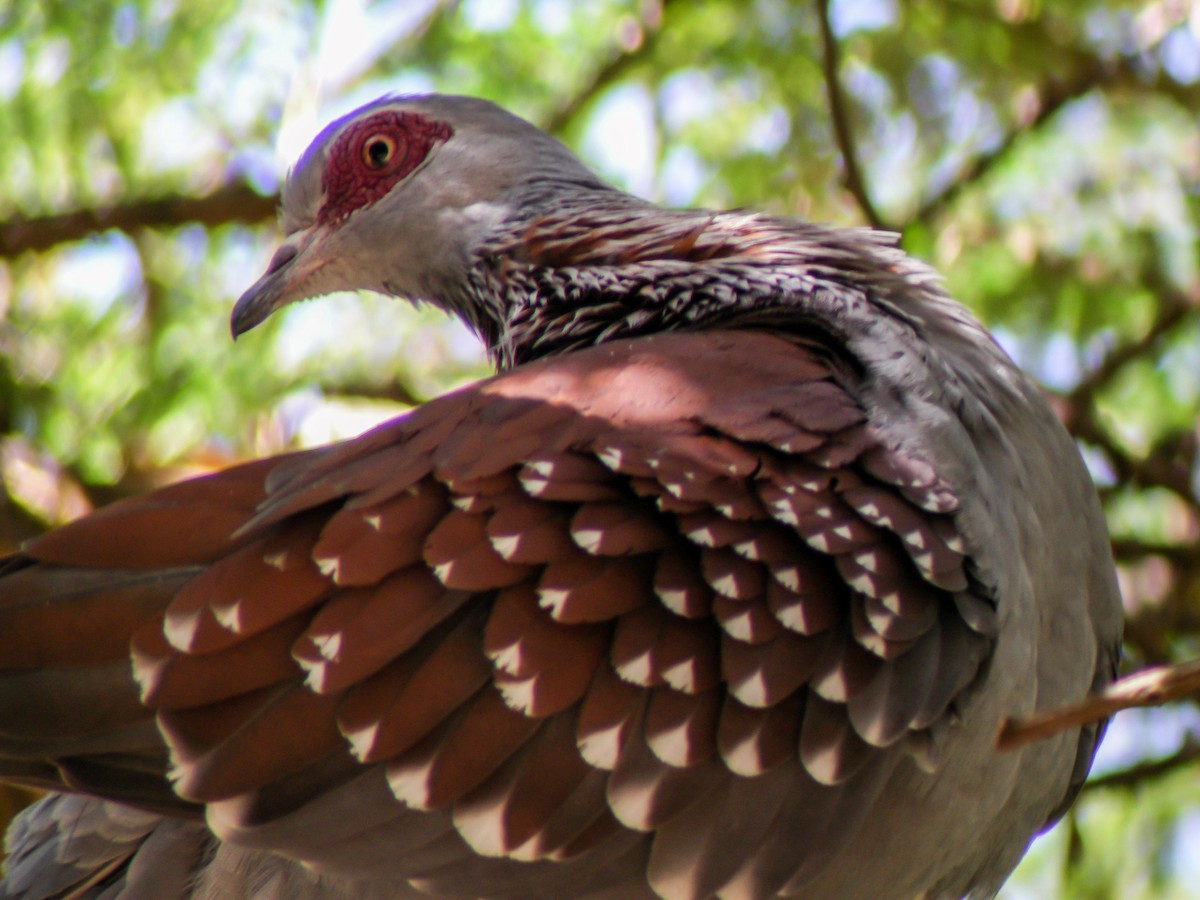 Speckled Pigeon - ML646296484