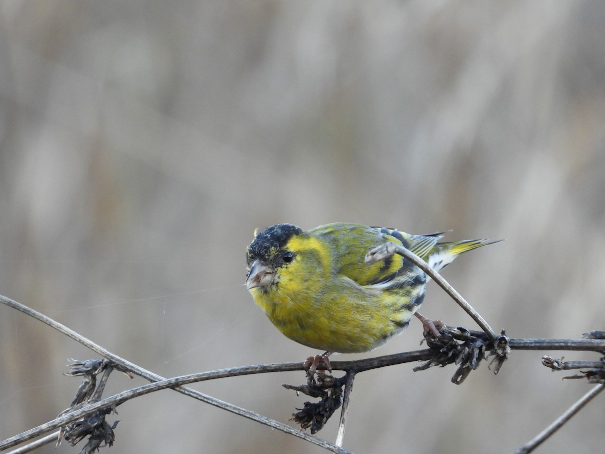 Eurasian Siskin - ML646296485