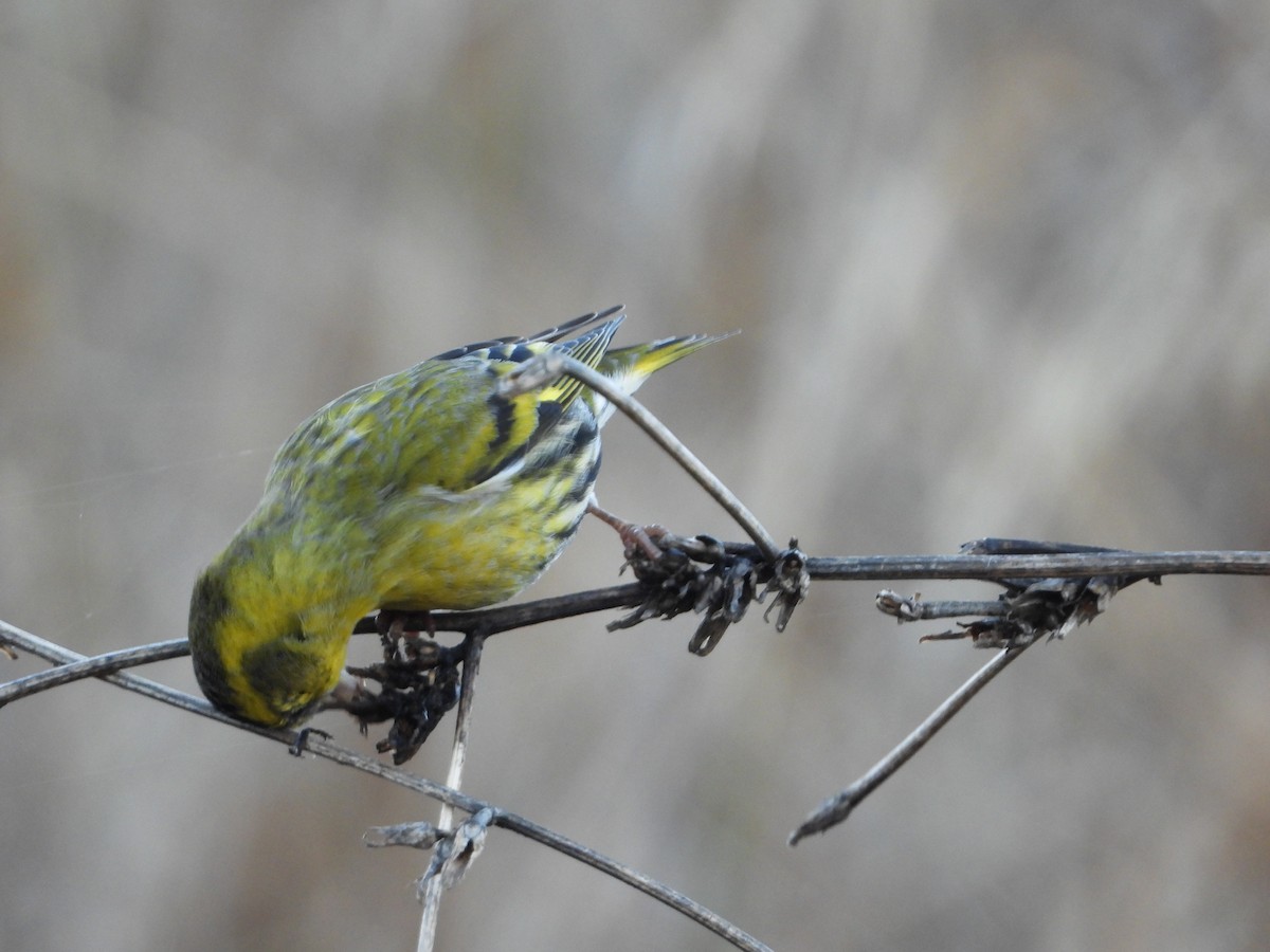 Eurasian Siskin - ML646296486