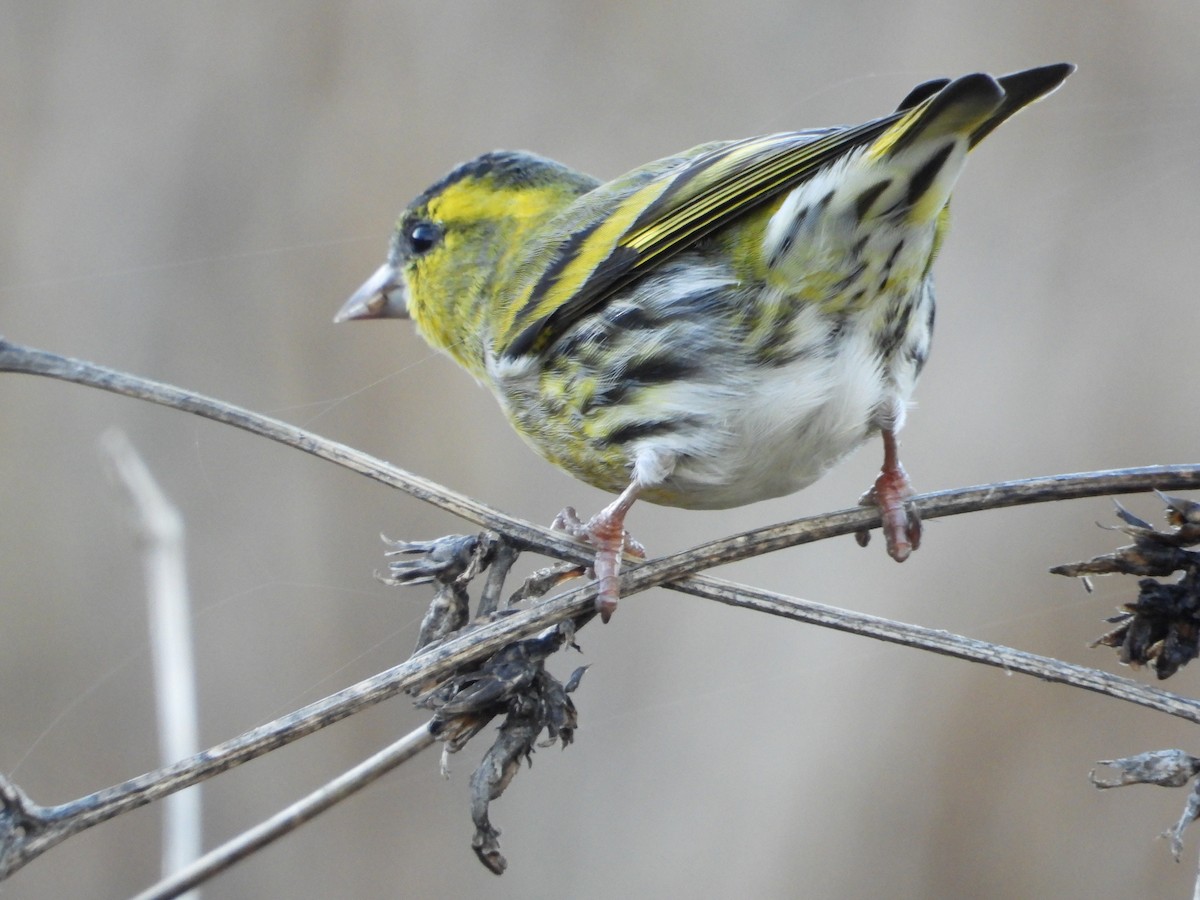 Eurasian Siskin - ML646296487