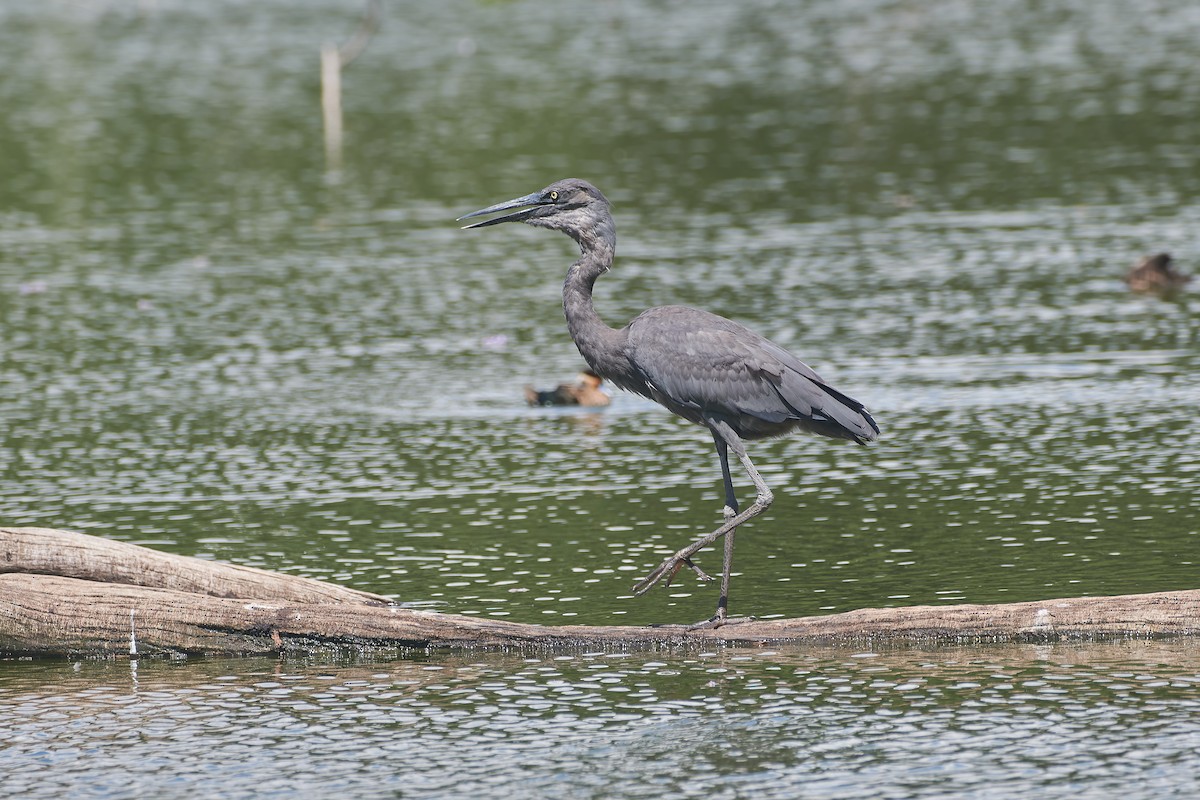 Humblot's Heron - ML646296489