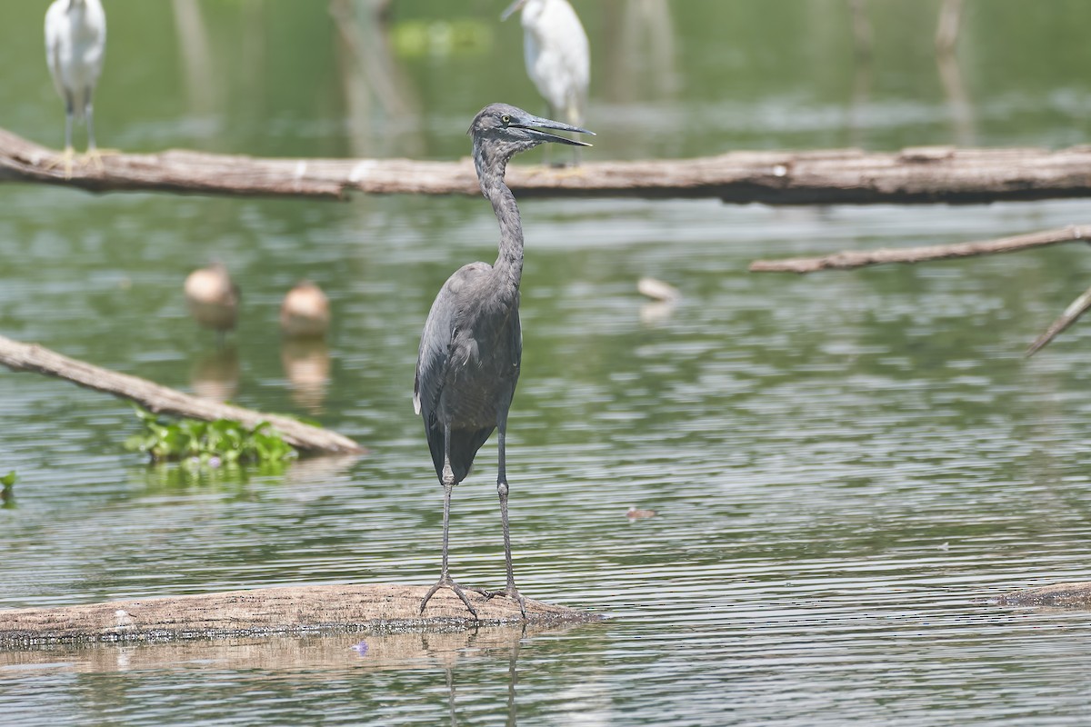 Humblot's Heron - ML646296490