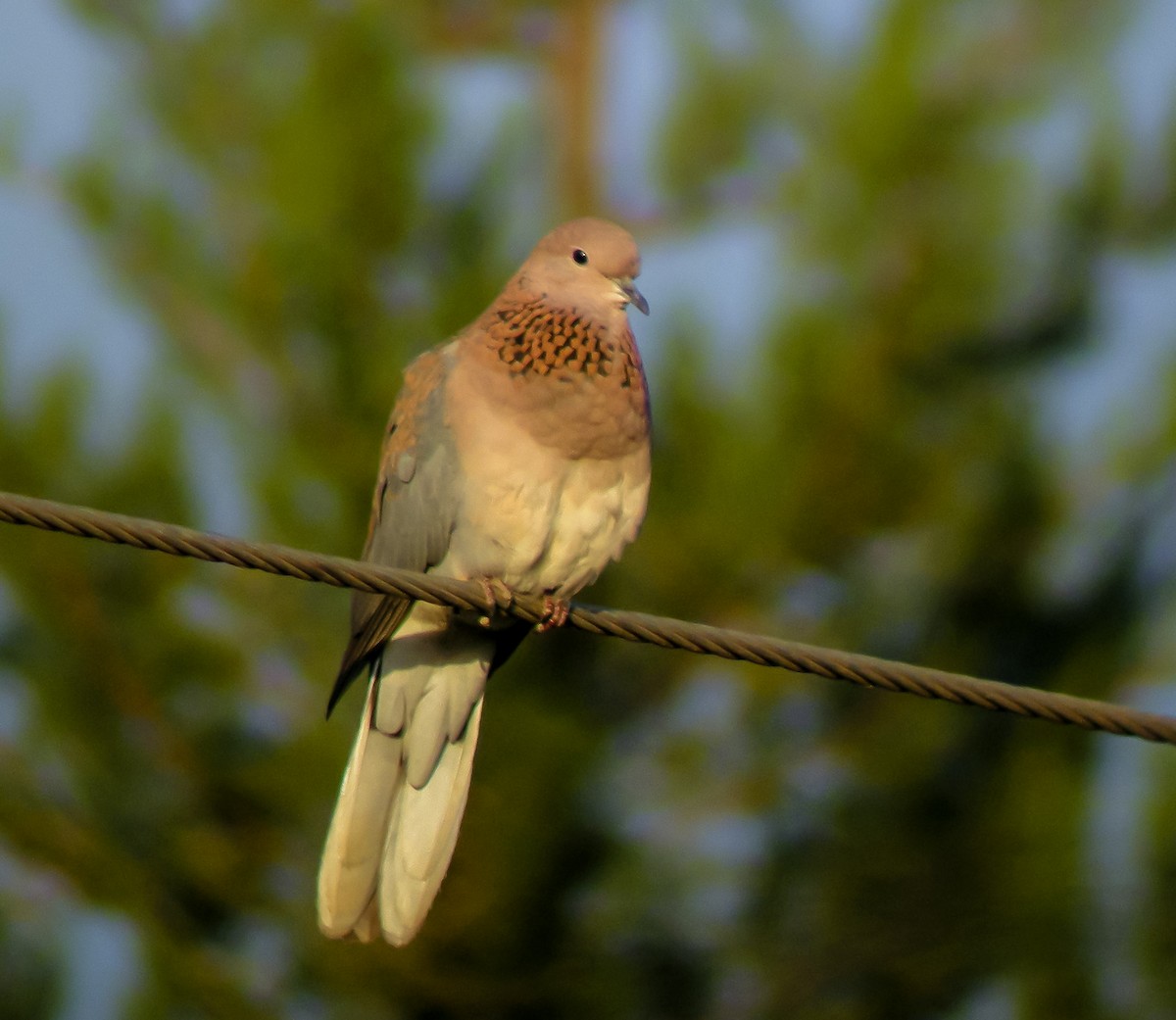 Laughing Dove - ML646296491