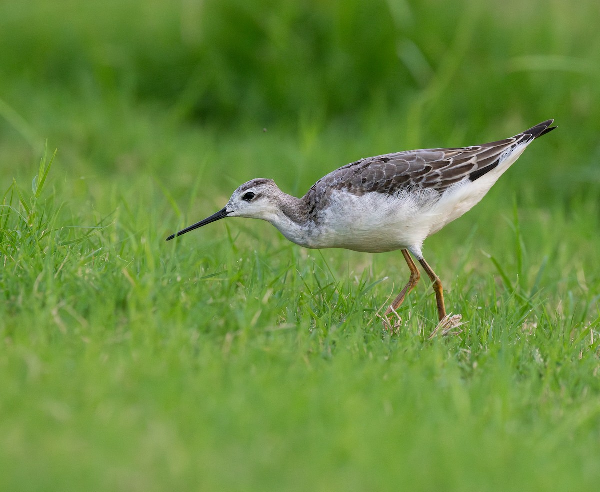 Wilson's Phalarope - ML646296495