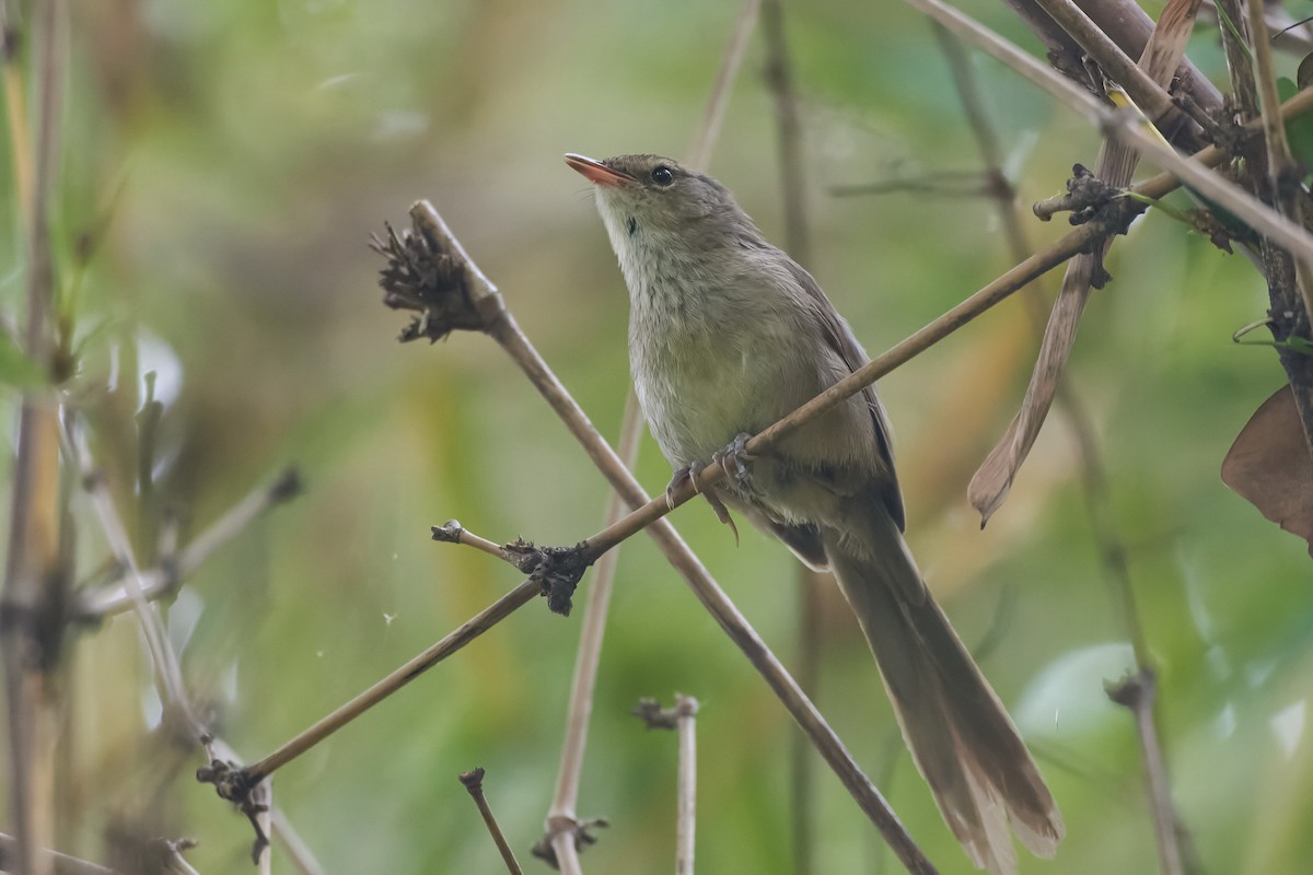 Malagasy Brush-Warbler - ML646296501
