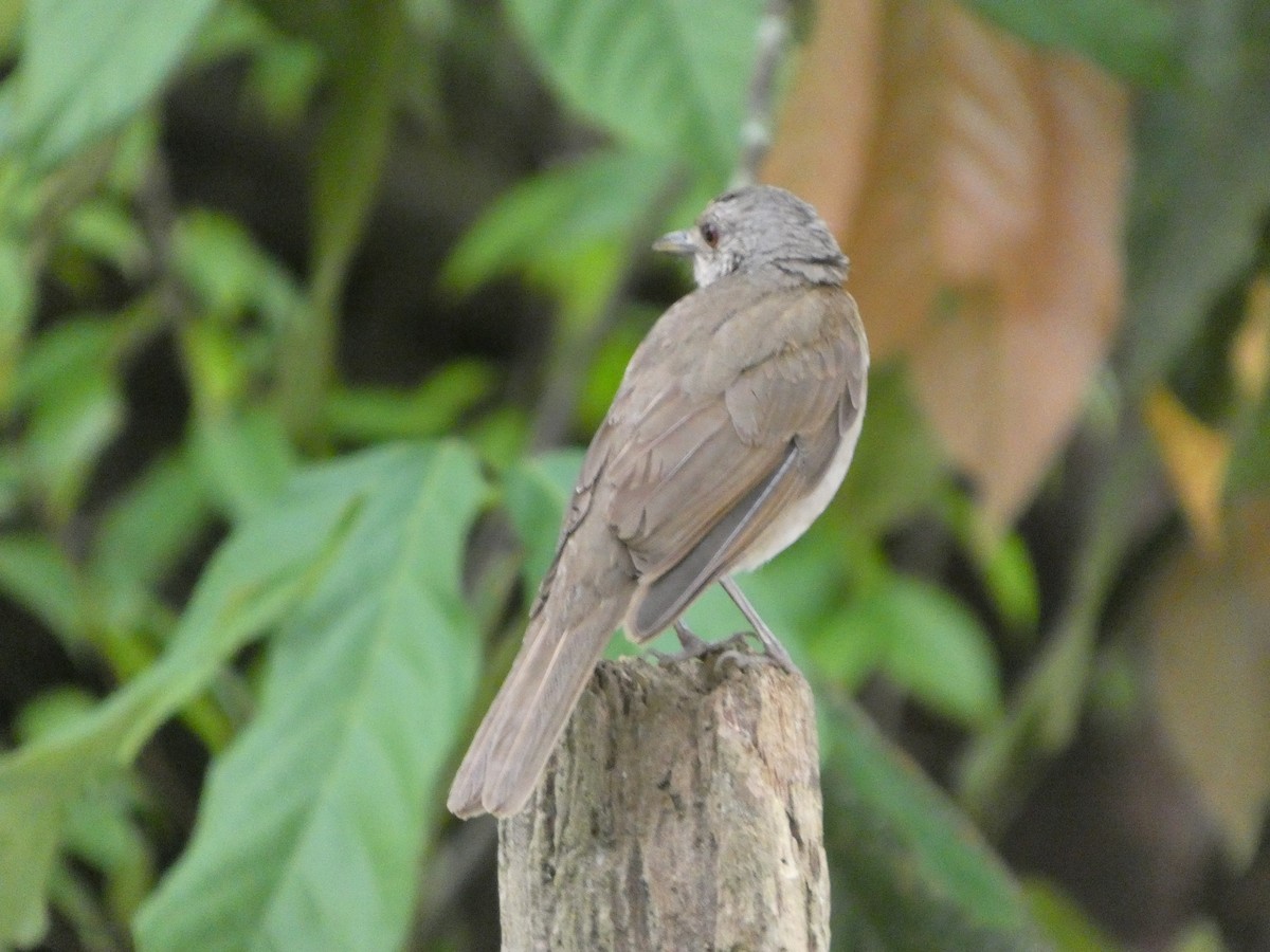 Pale-breasted Thrush - ML646296525