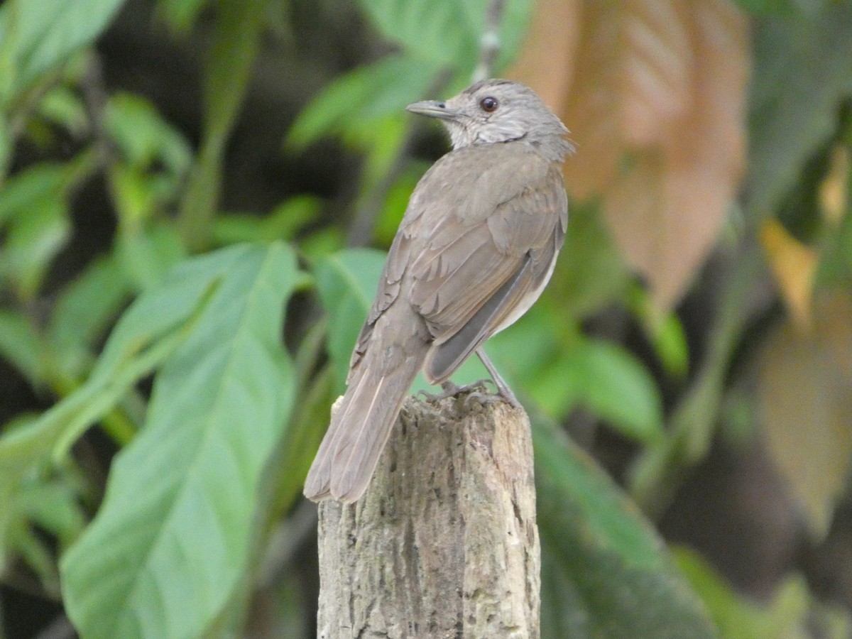Pale-breasted Thrush - ML646296530