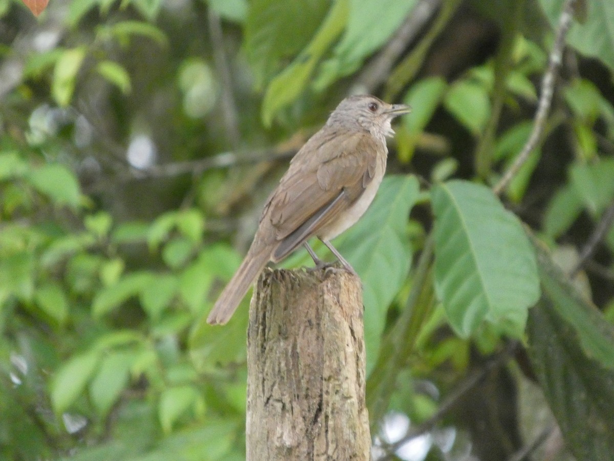 Pale-breasted Thrush - ML646296534