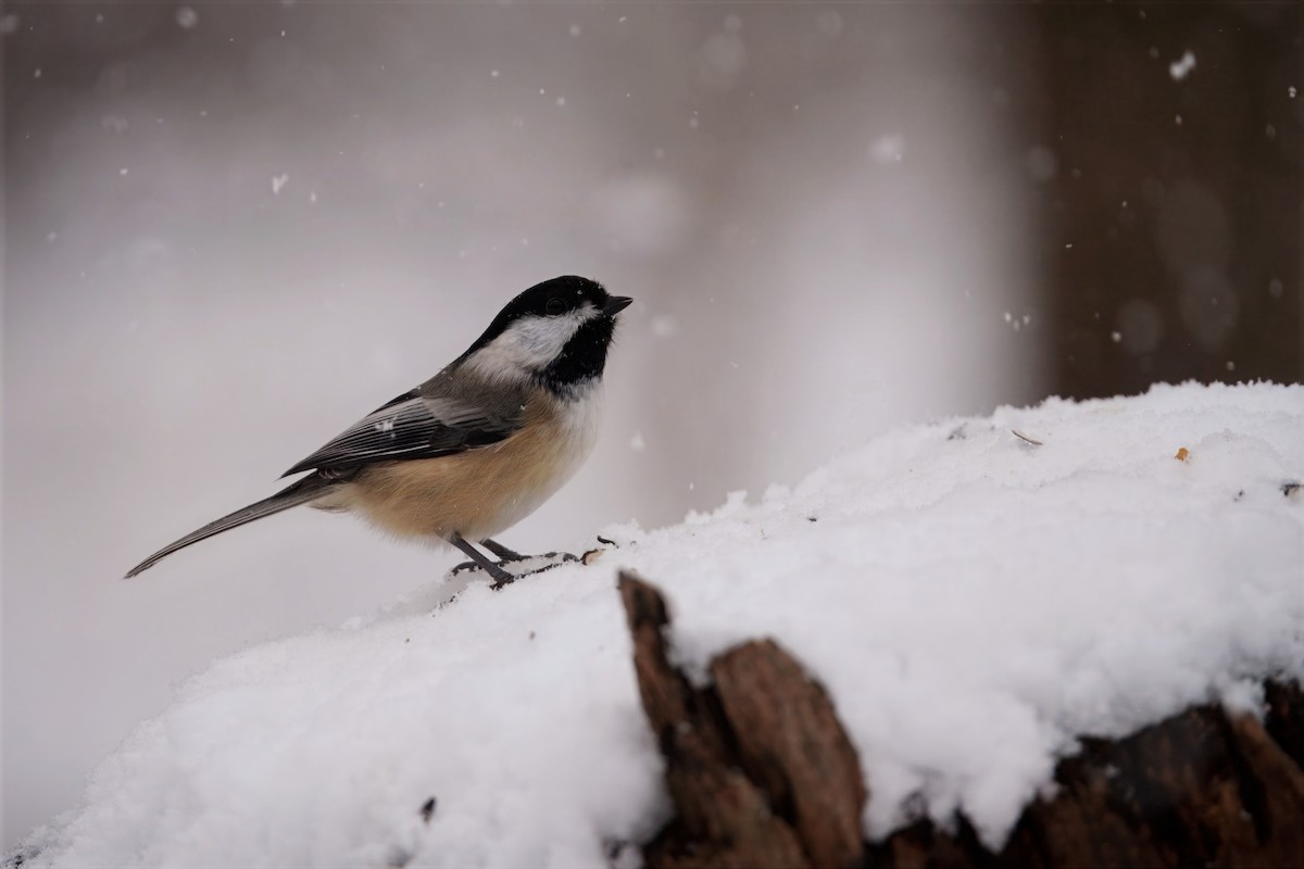 Black-capped Chickadee - ML646296535