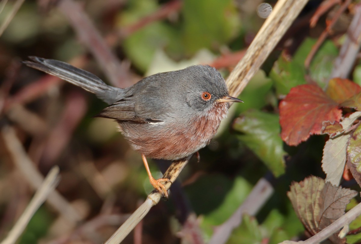 Magnanina comune - ML646296536