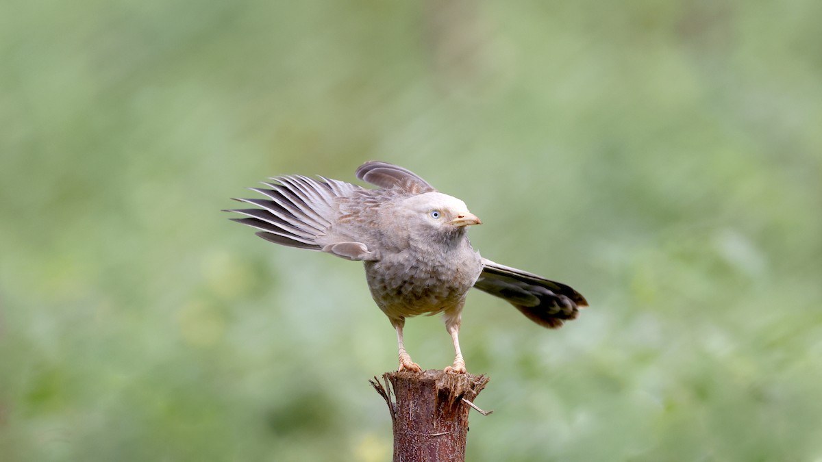 Yellow-billed Babbler - ML646296544
