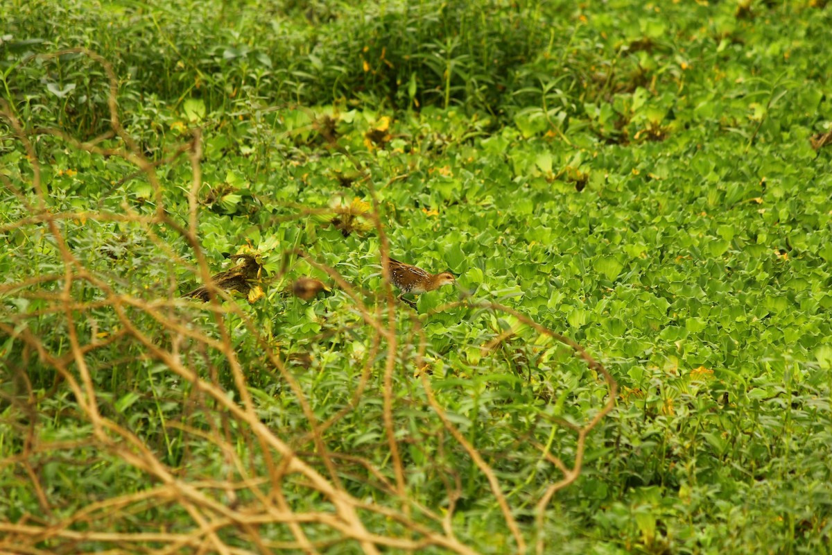 Baillon's Crake - ML646296545
