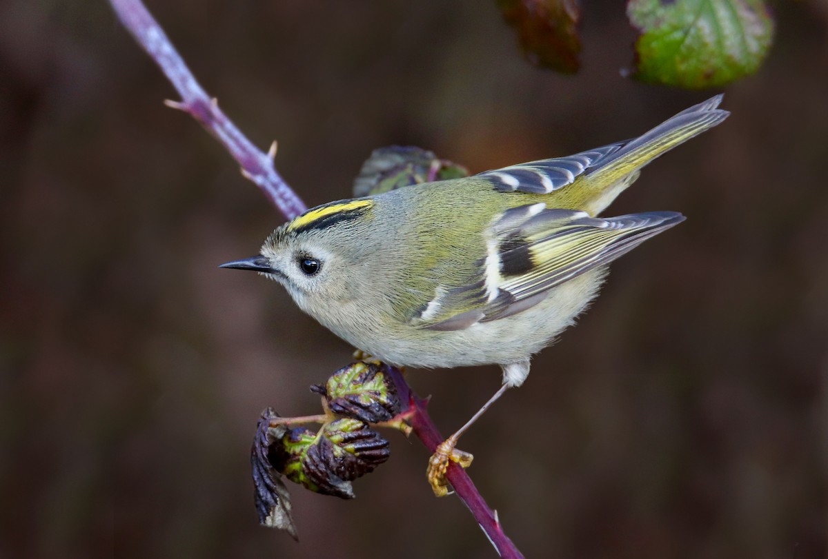 králíček obecný - ML646296546