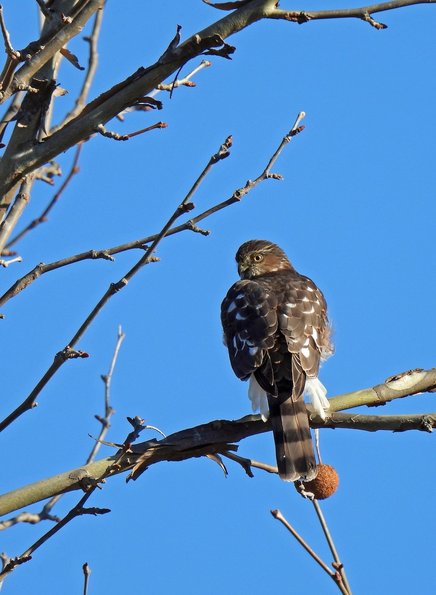 Sharp-shinned Hawk - ML646296548