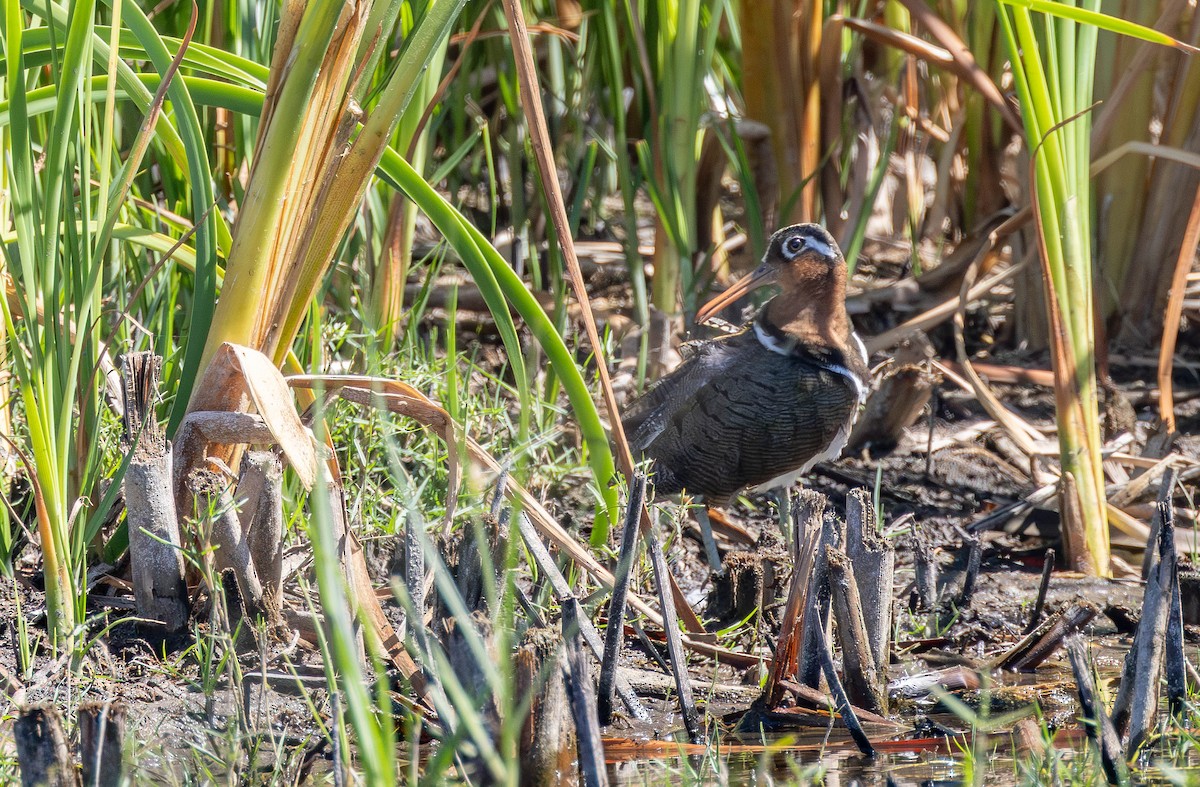Greater Painted-Snipe - ML646296549