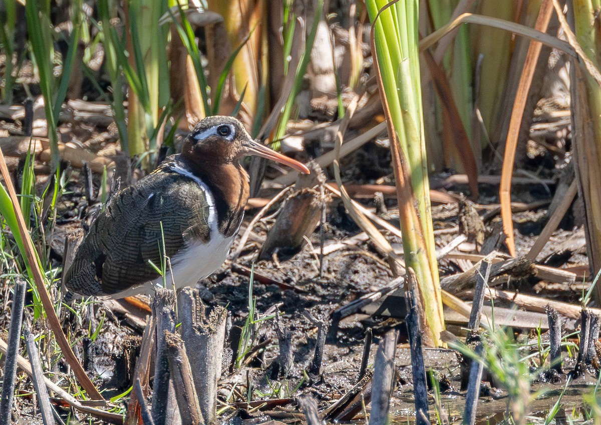 Greater Painted-Snipe - ML646296550
