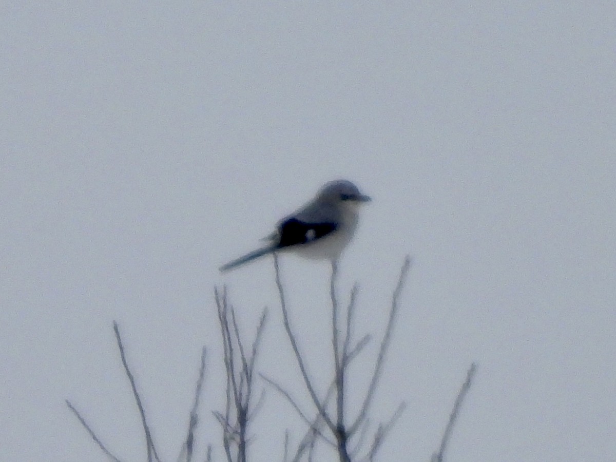 Alcaudón Boreal - ML646296551