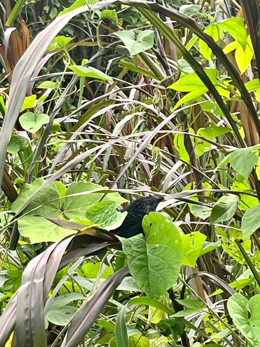 Ані товстодзьобий - ML646296553