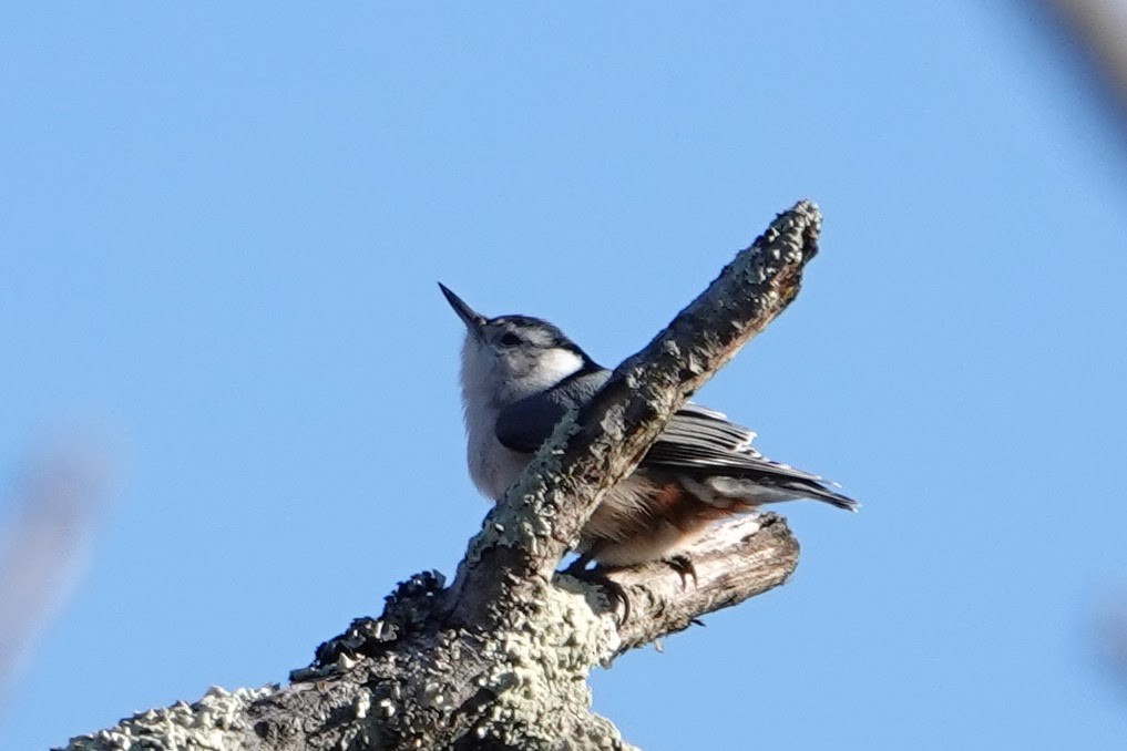 White-breasted Nuthatch - ML646296565