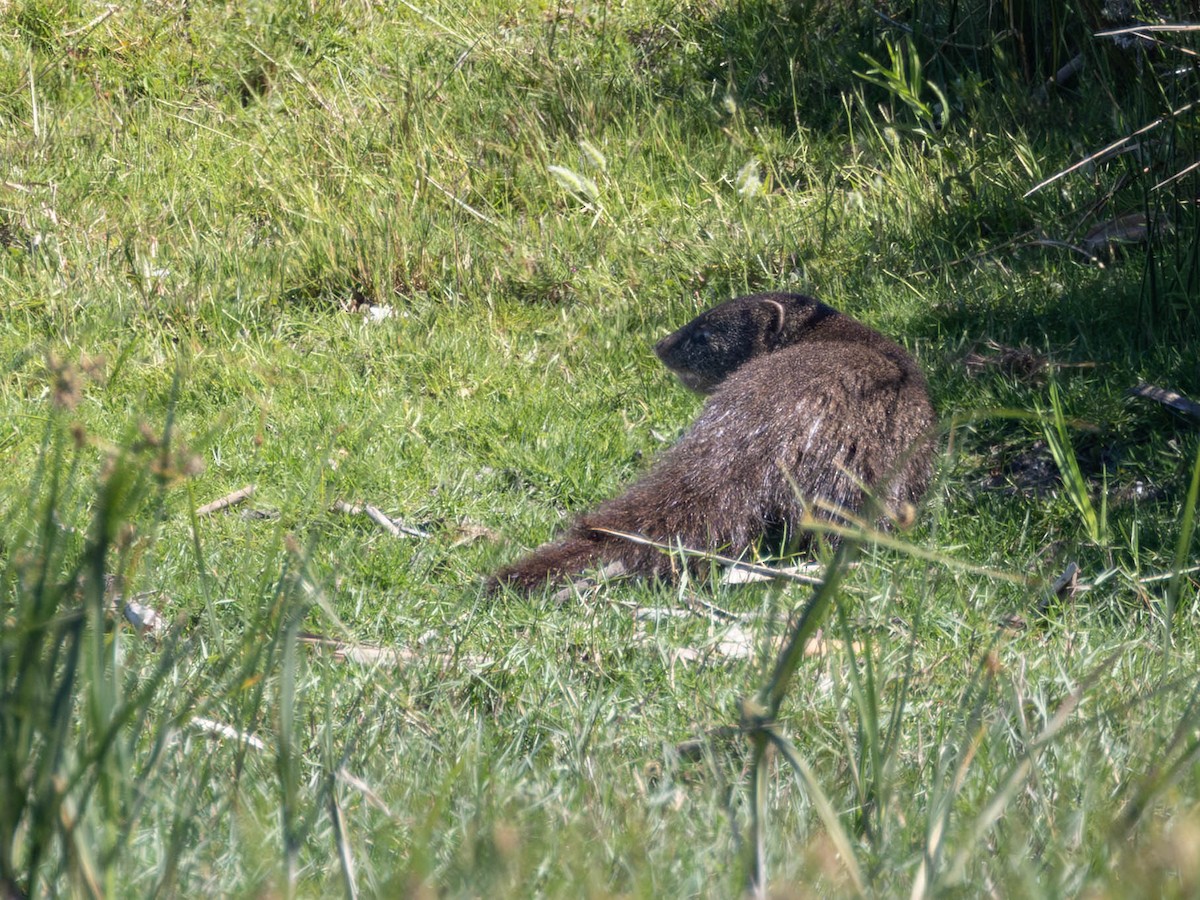 Marsh Mongoose - ML646296566