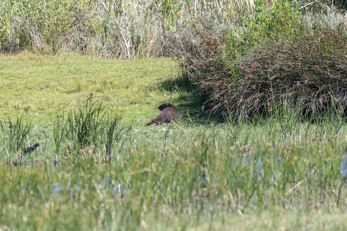 Marsh Mongoose - ML646296567