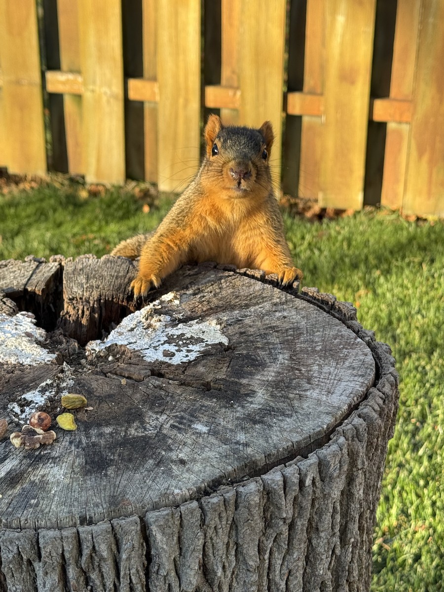Eastern Fox Squirrel - ML646296569