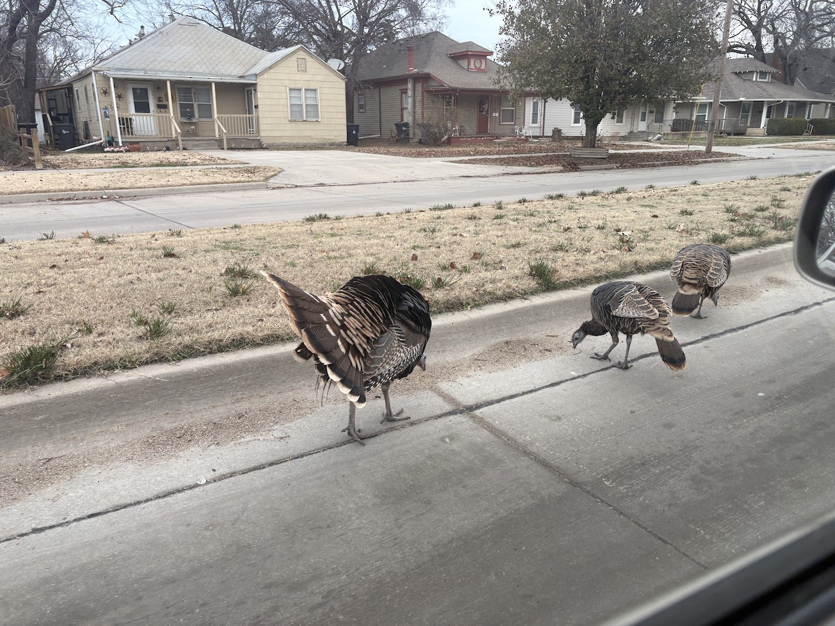 Wild Turkey - ML646296580