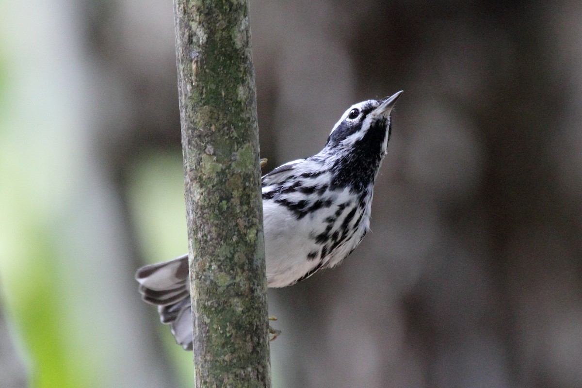 Black-and-white Warbler - ML646296587