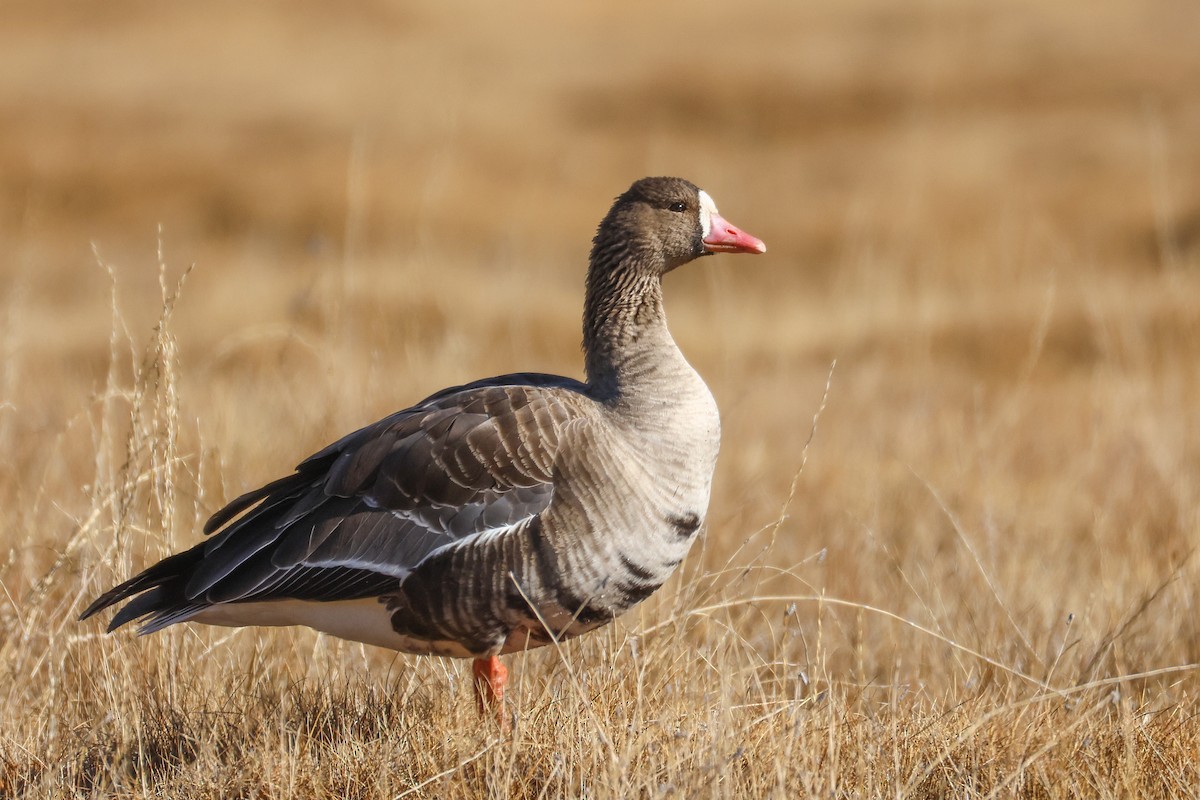 Oca lombardella - ML646296588