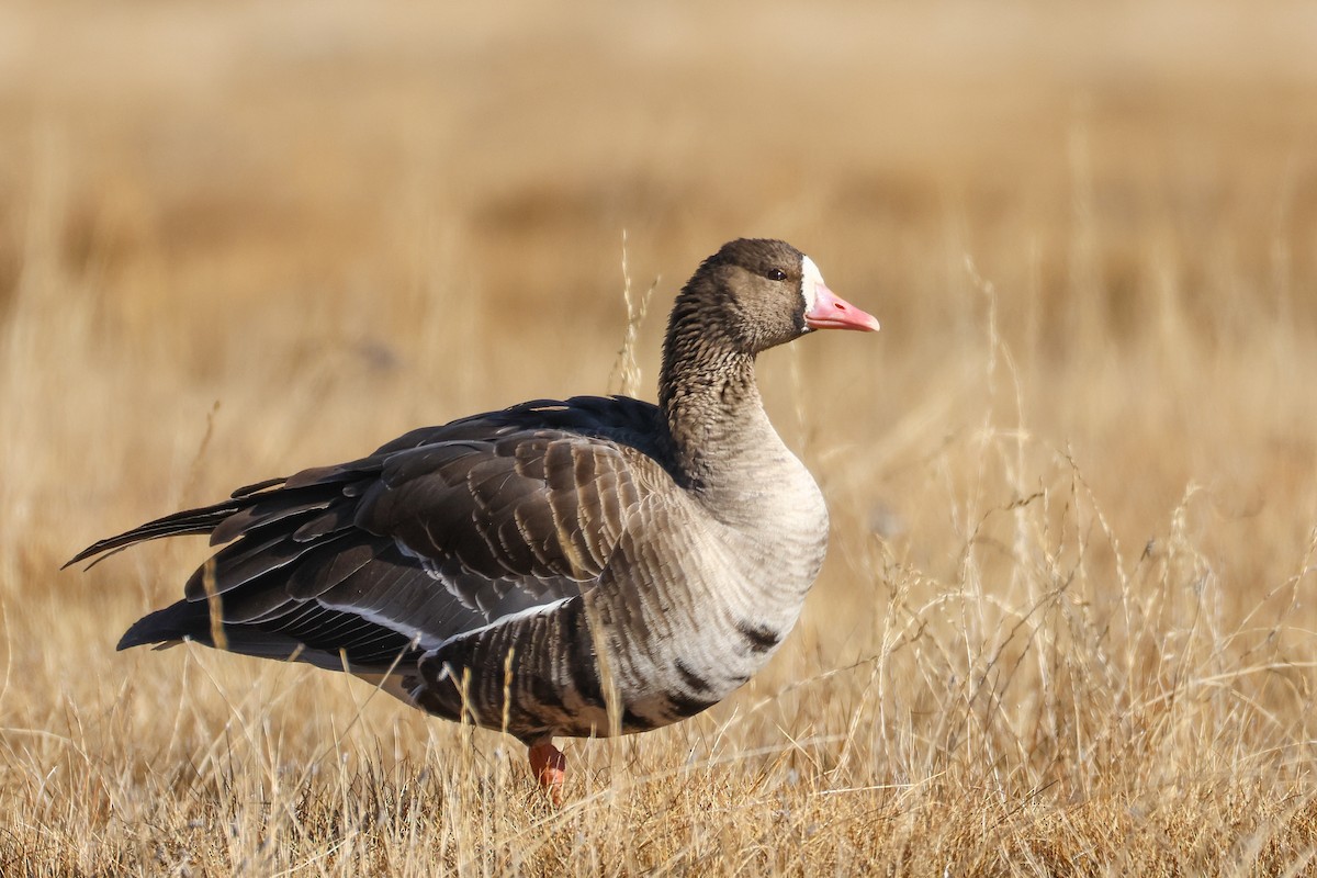Oca lombardella - ML646296589