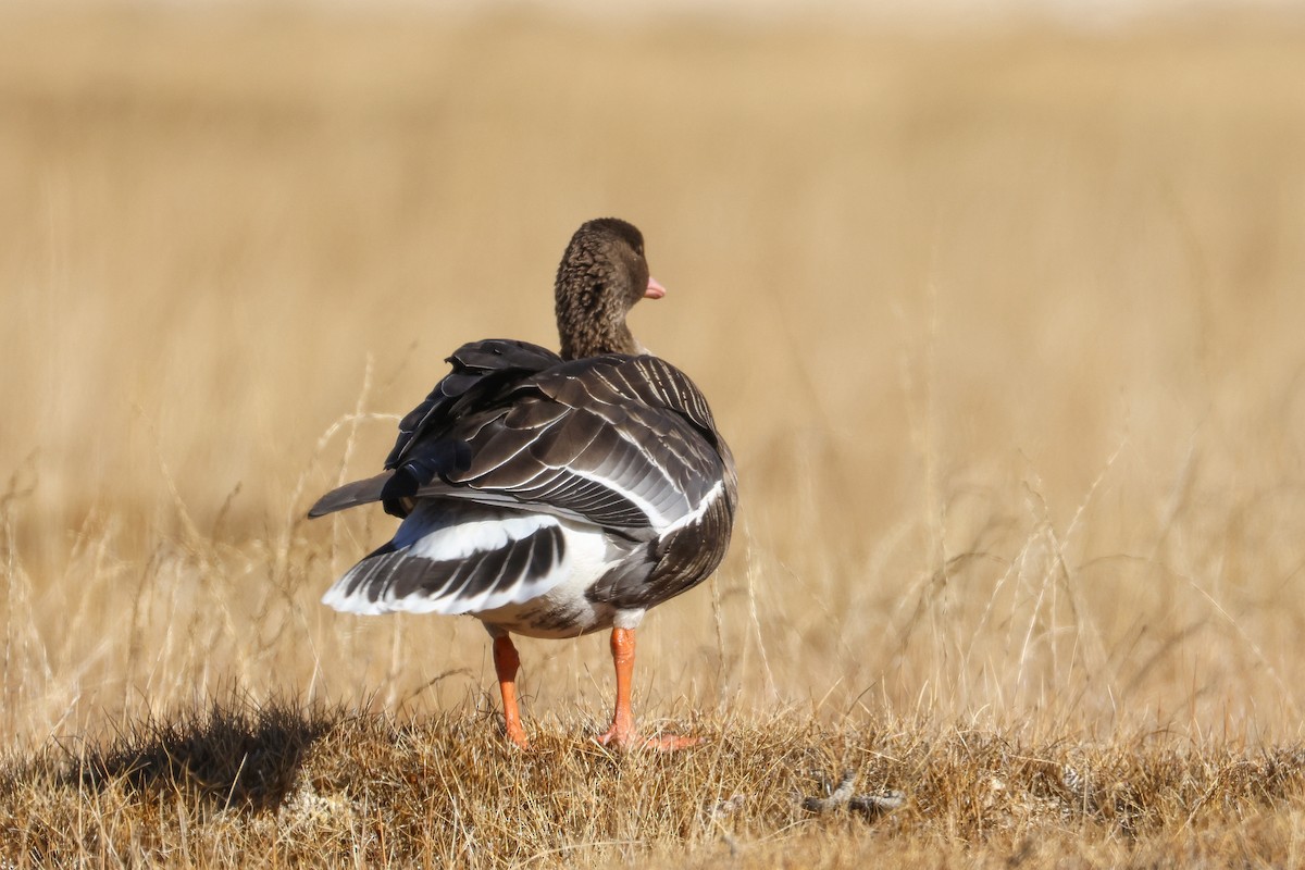 Oca lombardella - ML646296590