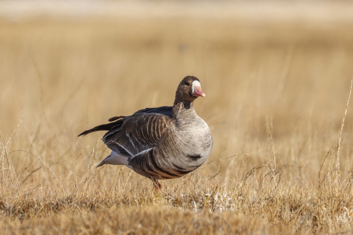 Oca lombardella - ML646296591