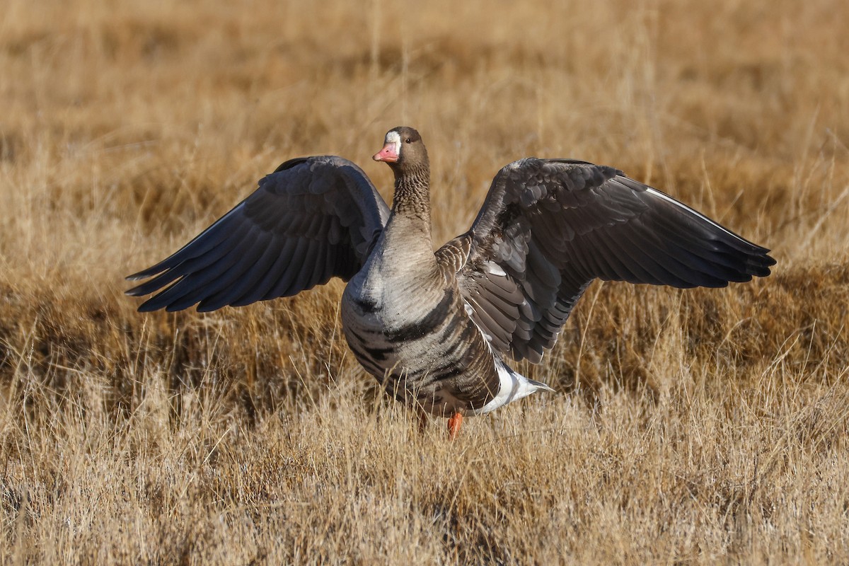 Oca lombardella - ML646296593