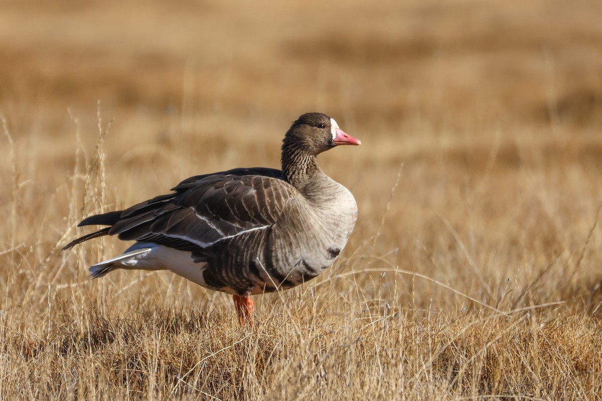 Oca lombardella - ML646296594