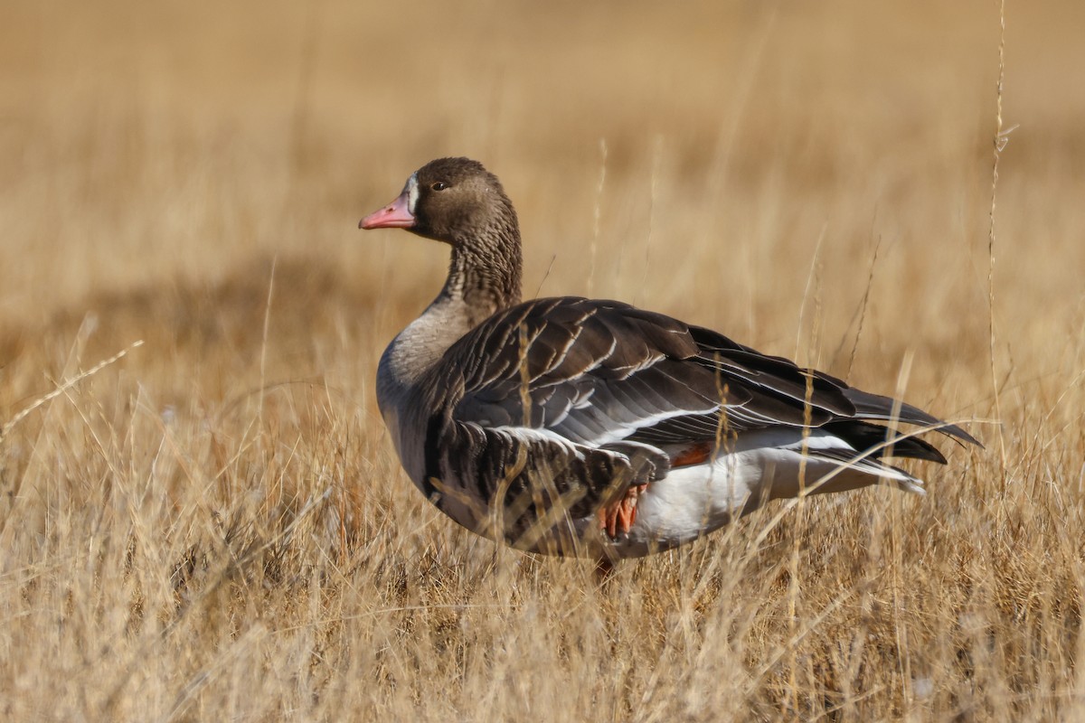Oca lombardella - ML646296595