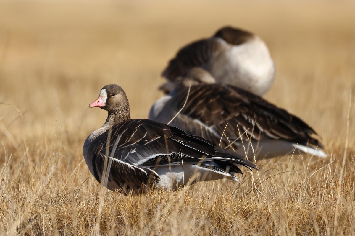 Oca lombardella - ML646296596