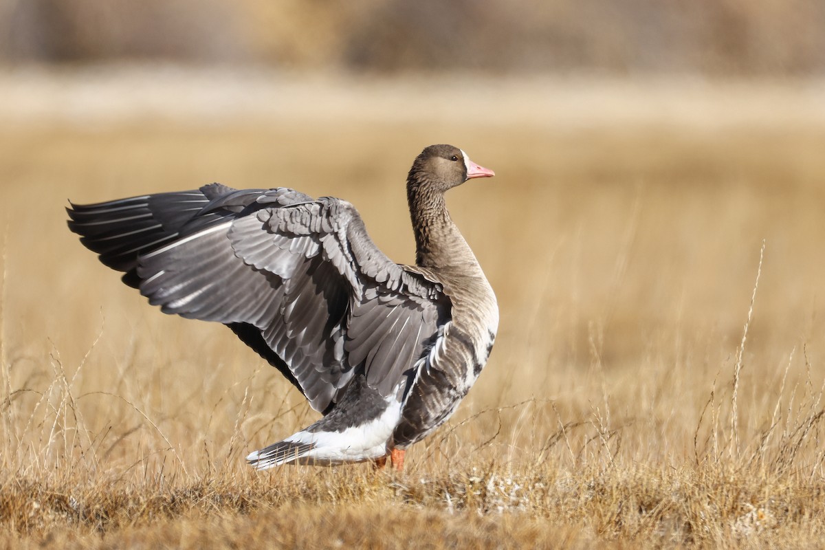 Oca lombardella - ML646296597