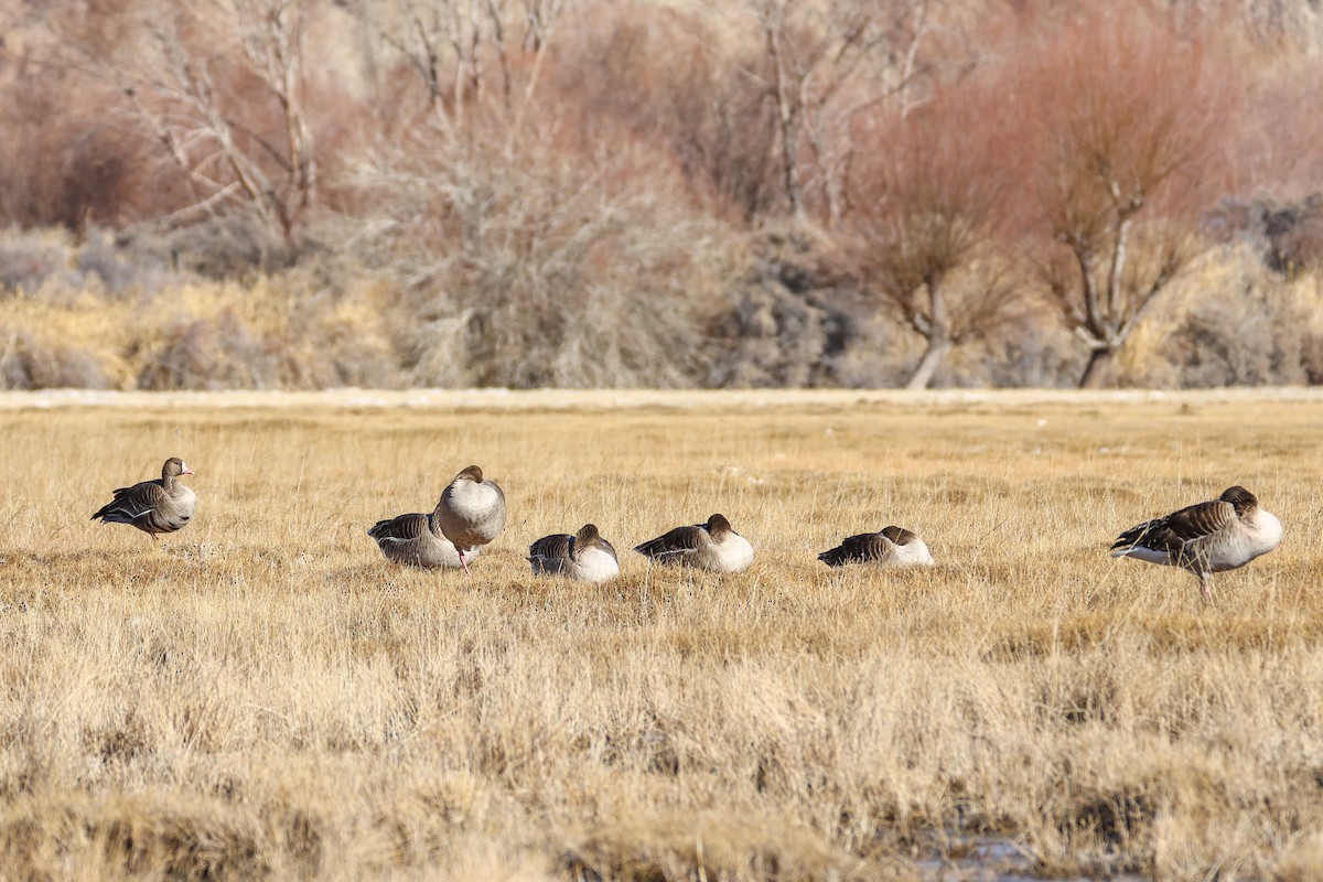 Oca lombardella - ML646296598