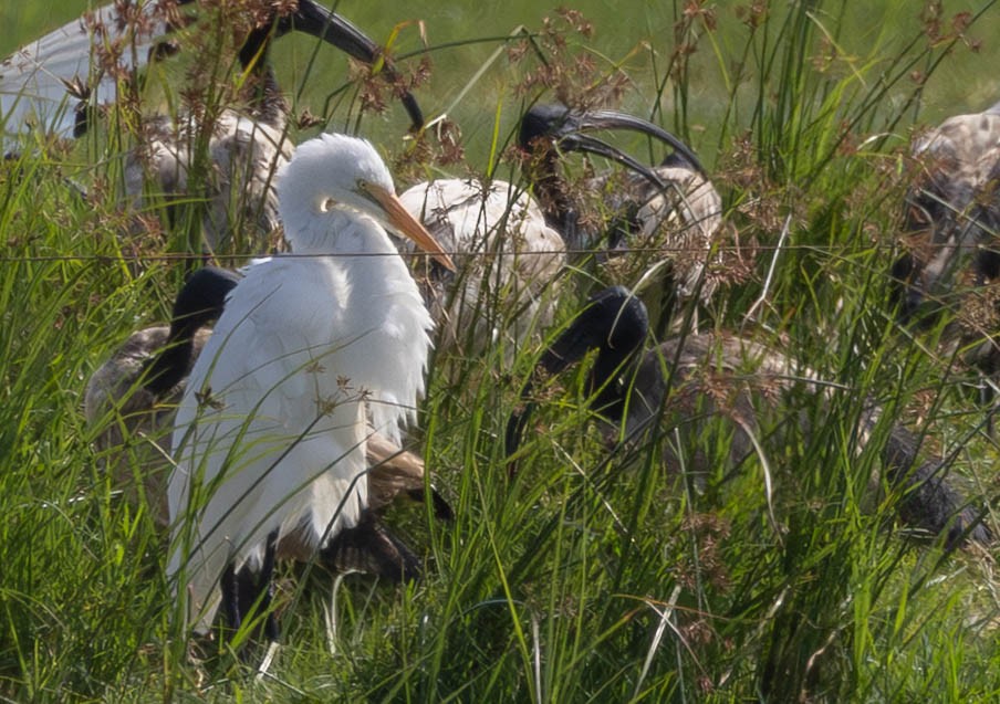 Great Egret - ML646296610