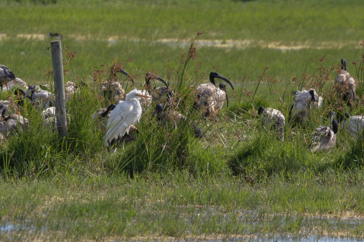 Great Egret - ML646296611